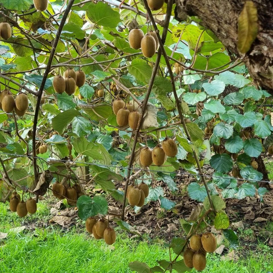 kiwis