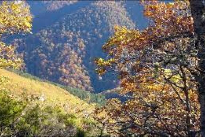 Los bosques del Principado de Asturias ocupan el 46% de la superficie regional y cuentan con 745 millones de árboles