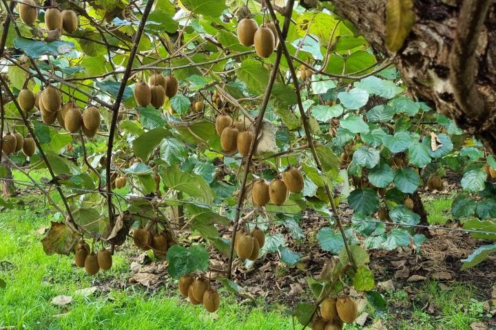 kiwis